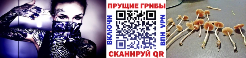 Псилоцибиновые грибы прущие грибы  Жердевка 